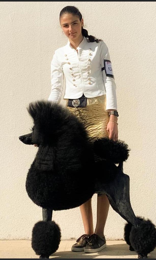 caniches gigantes en españa,caniche gigante en españa,caniche gigante negro,caniche gigante