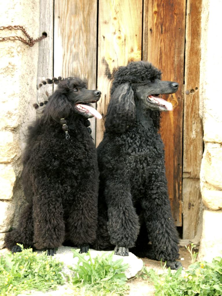Cuales son las caracteristicas de los caniches, cuales son las caracteristicas de la raza caniche, caractyeristicas raza caniche, caniche caracteristicas, caniche gigante caracteristicas, como es un caniche gigante, como es un caniche, como tiene que ser un caniche, como se si mi perro es un caniche