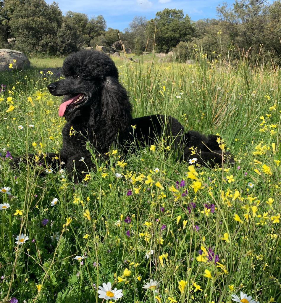 -caniches gigantes en españa, caniches gigantes mejores de españa, los mejores caniches gigsntes de españa, el mejor caniche gigante de españa, cachorros de caniche gigante en españa, campeones de gibraltar, campeones de españa, campeones perros, perros campeones, los caniches gigantes de pequeñoss, caniches gigantes de colores, perros modelos, los caniches gigantes desfilando.