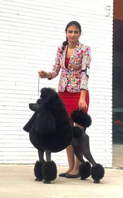 Veda campeona del mundo, ricky campeón de cruft, caniches gigantes disponibles, cachorros de caniche gigante en España, Cachooros disponibles, cachorros de perro en españa, caniches gigantes en madrid, caniches en madrid , cachorros toy en madrid, cachorros en cataluña caniches en cataluña, caniches en españa, caniches campeones del mundo, caniches, campeones españa, perros de concurso, perros de concursos de belleza, exposiciones de belleza canibas, concursos de belleza ¡, caniche peinado de exposición