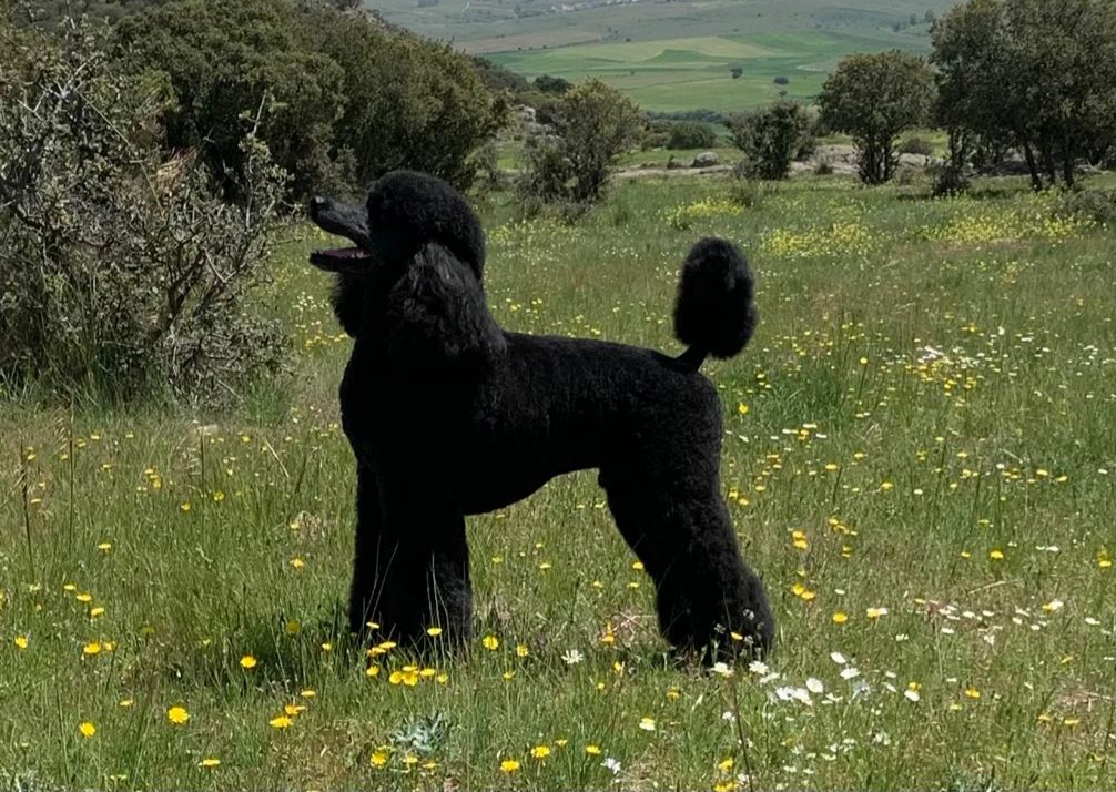 caniche gigante continental, caniches gigantes negros, canoche toy, campeones de españa, mejor caniche de españa , campeones de españa, campeones de portugal, campeones de francia, como bañar a tu caniche, como peinar a tu caniche.