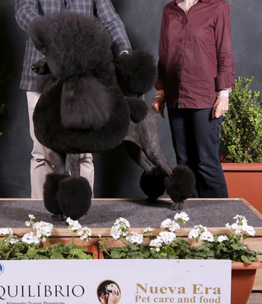 Veda, ganador de mundial, mejor perro de la mundial, caniches campeones, mejor perro del mundo, perros preciosos, perros de la alta sociedad, perros para ricos, perros pijos, perros top, los 10 mejores perros del mundo, los perros con mejor caracter para los niños, perros ideales para la familia, caniches disonibles, cachorros de caniche gigante, cachorros de caniche gigante en españa, cahorros hijos de campeones, cachorros caniche de raza, cachorros de caniche con pedigrí, poodle puppies available, chiots caniches disponibles,プードル仔犬あり