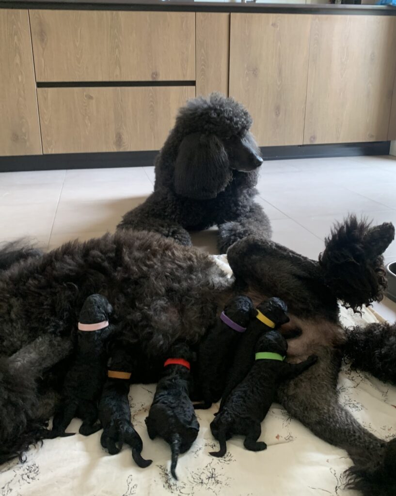 Veda campeona del mundo, ricky campeón de cruft, caniches gigantes disponibles, cachorros de caniche gigante en España, Cachooros disponibles, cachorros de perro en españa, caniches gigantes en madrid, caniches en madrid , cachorros toy en madrid, cachorros en cataluña caniches en cataluña, caniches en españa, caniches campeones del mundo, caniches, campeones españa, perros de concurso, perros de concursos de belleza, exposiciones de belleza canibas, concursos de belleza, caniche peinado de exposición, caniches toy concurso, caniches toy en venta, caniches toy madrid, los mejores cachorros caniche gigante, cachorros de caniche gigante negro, cachorros de caniche gigante blanco.