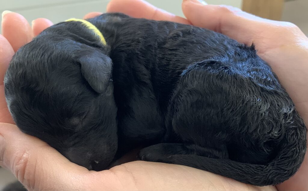 chachorros negros, cachorros de caniche gigante, cachorros, de perro, como son los cachorros de caniche gigante, cachorros de caniche gigante en españa, cachorros de caniche gigante en madrid, cachorros de caniche gigante en barcelona, cachorros de caniche gigante en andalucia, cachorros de caniche gigante en portugal.