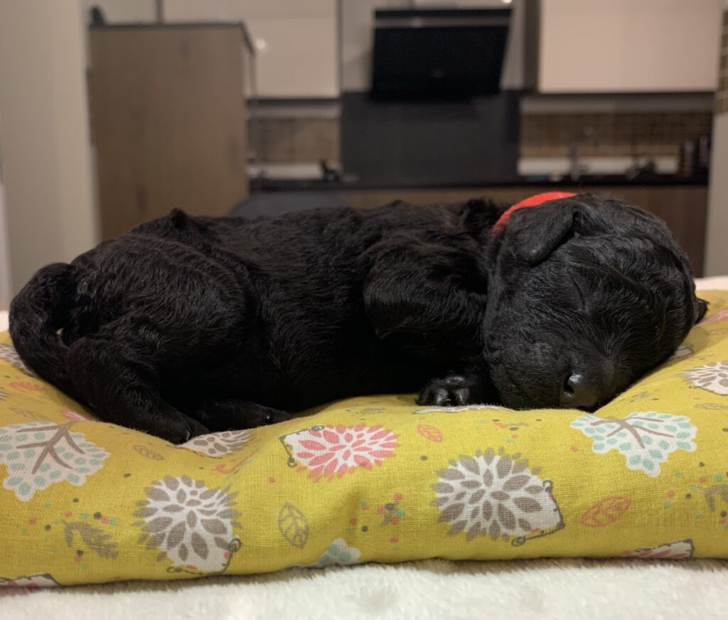 Veda campeona del mundo, ricky campeón de cruft, caniches gigantes disponibles, cachorros de caniche gigante en España, Cachooros disponibles, cachorros de perro en españa, caniches gigantes en madrid, caniches en madrid , cachorros toy en madrid, cachorros en cataluña caniches en cataluña, caniches en españa, caniches campeones del mundo, caniches, campeones españa, perros de concurso, perros de concursos de belleza, exposiciones de belleza canibas, concursos de belleza, caniche peinado de exposición, caniches toy concurso, caniches toy en venta, caniches toy madrid, los mejores cachorros caniche gigante, cachorros de caniche gigante negro, cachorros de caniche gigante blanco.