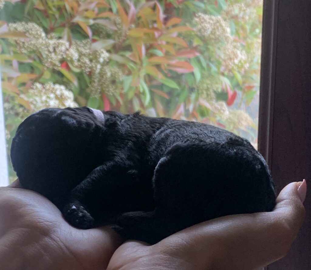 Veda campeona del mundo, ricky campeón de cruft, caniches gigantes disponibles, cachorros de caniche gigante en España, Cachooros disponibles, cachorros de perro en españa, caniches gigantes en madrid, caniches en madrid , cachorros toy en madrid, cachorros en cataluña caniches en cataluña, caniches en españa, caniches campeones del mundo, caniches, campeones españa, perros de concurso, perros de concursos de belleza, exposiciones de belleza canibas, concursos de belleza, caniche peinado de exposición, caniches toy concurso, caniches toy en venta, caniches toy madrid, los mejores cachorros caniche gigante, cachorros de caniche gigante negro, cachorros de caniche gigante blanco.