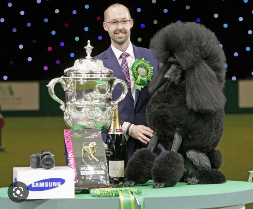 Cachorros de caniche gigante disponibles en España, cachorros der caniche, cachorros de caniche disponibles, Afterglow Maveric, Riki el mejor caniche del mundo, el caniche mas caro del mundo
