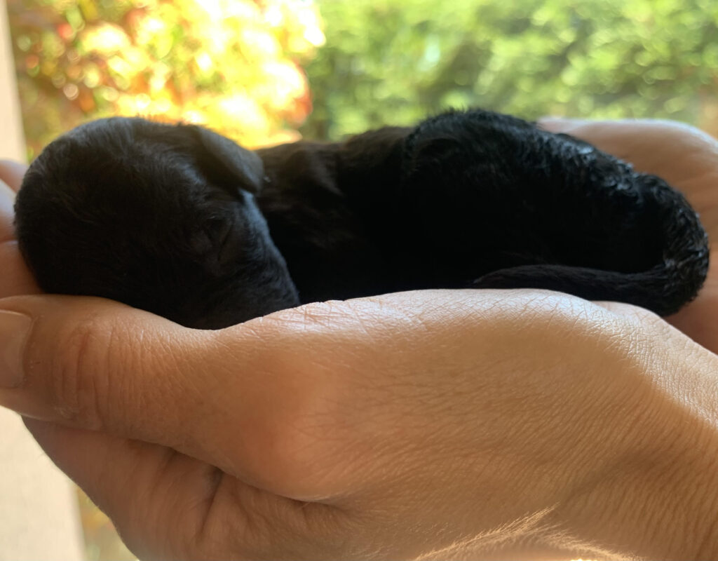 Veda campeona del mundo, ricky campeón de cruft, caniches gigantes disponibles, cachorros de caniche gigante en España, Cachooros disponibles, cachorros de perro en españa, caniches gigantes en madrid, caniches en madrid , cachorros toy en madrid, cachorros en cataluña caniches en cataluña, caniches en españa, caniches campeones del mundo, caniches, campeones españa, perros de concurso, perros de concursos de belleza, exposiciones de belleza canibas, concursos de belleza, caniche peinado de exposición, caniches toy concurso, caniches toy en venta, caniches toy madrid, los mejores cachorros caniche gigante, cachorros de caniche gigante negro, cachorros de caniche gigante blanco.