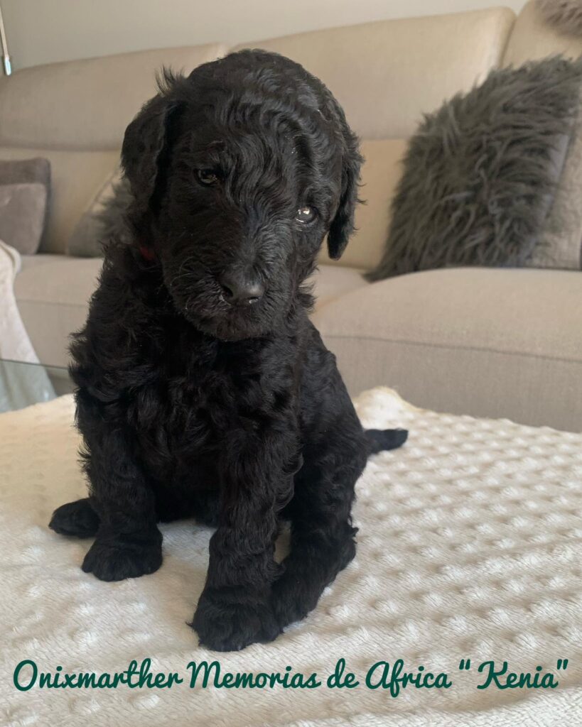 cachorros disponibles, cachorros caniche, cachorros de caniche gigante, cachorros de caniche gigante negro, poodle puppies, available poodle puppies, puppies, onixmarther, afterglow maverik sabre