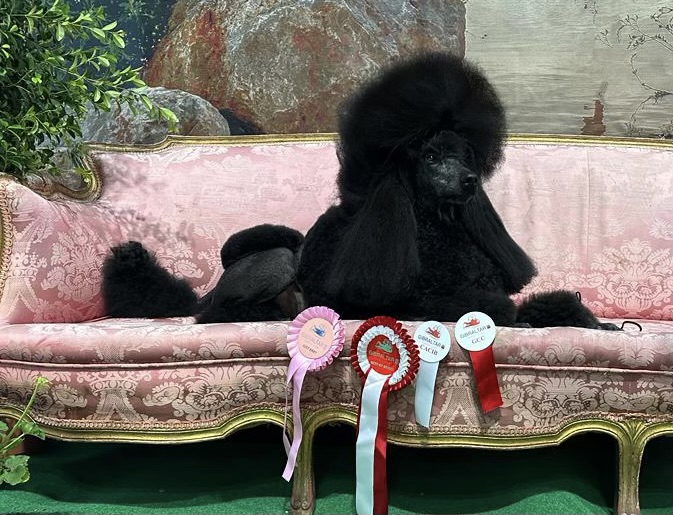 campeona de gibarltar, mejor caniche de españa, camapeona de españa , campeona de portugal, caniches giganes negros, cachorros de caniche gigante, como cepillar a mi caniche gigante para que este espojoso, foto de perro modelo, perros modelos.