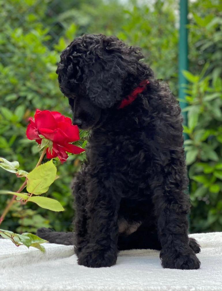 Los caniches gigantes están en auge, con un incremento del 30% en adopciones en los últimos cinco años. Su combinación de inteligencia (rankean #2 en el ranking de Stanley Coren), pelaje hipoalergénico, y gran tamaño los hace ideales para familias activas y dueños primerizos. Esta raza destaca en agilidad, obediencia y terapia asistida, convirtiéndolos en compañeros perfectos para niños y adultos. Su esperanza de vida de 12 a 15 años supera a muchas razas grandes, y su capacidad de aprendizaje los hace destacar en deportes caninos y entrenamiento avanzado. Además, el interés por los caniches gigantes ha crecido en redes sociales, con un aumento del 60% en búsquedas de “Poodle Gigante” en el último año. ¿Buscas un perro elegante, leal y extremadamente inteligente? ¡El caniche gigante es para ti! "Barbone Gigante: La Razza Intelligente ed Elegante in Crescita" I barboni giganti stanno vivendo un boom, con un aumento del 30% nelle adozioni negli ultimi cinque anni. Grazie alla loro intelligenza (classificata al 2° posto secondo Stanley Coren), al mantello ipoallergenico e alla loro taglia imponente, sono perfetti per famiglie attive e proprietari alla prima esperienza. Eccellono in agilità, obbedienza e pet therapy, diventando compagni ideali per bambini e adulti. Con un’aspettativa di vita di 12-15 anni, superano molte altre razze di grandi dimensioni e la loro capacità di apprendimento li rende perfetti per lo sport cinofilo e l’addestramento avanzato. Inoltre, l’interesse per i barboni giganti è in crescita sui social, con un aumento del 60% nelle ricerche di “Barbone Gigante” nell'ultimo anno. Cerchi un cane elegante, fedele e incredibilmente intelligente? Il barbone gigante è la scelta perfetta!Os poodles gigantes estão em ascensão, com um aumento de 30% nas adoções nos últimos cinco anos. Sua combinação de inteligência (2ª posição no ranking de Stanley Coren), pelagem hipoalergênica e porte impressionante os torna ideais para famílias ativas e donos iniciantes. Eles se destacam em agilidade, obediência e terapia assistida, sendo companheiros perfeitos para crianças e adultos. Com uma expectativa de vida de 12 a 15 anos, vivem mais do que muitas raças grandes, e sua capacidade de aprendizado os torna ideais para esportes caninos e treinamentos avançados. Além disso, o interesse pelos poodles gigantes cresceu nas redes sociais, com um aumento de 60% nas buscas por “Poodle Gigante” no último ano. Quer um cão elegante, leal e extremamente inteligente? O poodle gigante é para você! "Giant Poodle: The Smart and Elegant Breed on the Rise" Giant Poodles are trending, with a 30% increase in adoptions over the past five years. Their combination of intelligence (ranked #2 by Stanley Coren), hypoallergenic coat, and impressive size makes them perfect for active families and first-time dog owners. They excel in agility, obedience, and therapy work, making them ideal companions for both children and adults. With a lifespan of 12 to 15 years, they outlive many other large breeds, and their learning ability makes them top contenders in canine sports and advanced training. Additionally, interest in Giant Poodles has skyrocketed on social media, with a 60% increase in searches for “Giant Poodle” over the past year. Looking for an elegant, loyal, and incredibly smart dog? The Giant Poodle is for you"Caniche Géant : La Race Intelligente et Élégante en Plein Essor" Les caniches géants sont en plein essor, avec une augmentation de 30 % des adoptions au cours des cinq dernières années. Leur combinaison d'intelligence (classée #2 selon Stanley Coren), de pelage hypoallergénique et de grande taille en fait des compagnons idéaux pour les familles actives et les nouveaux propriétaires de chiens. Ils excellent en agilité, obéissance et thérapie assistée, devenant des compagnons parfaits pour les enfants et les adultes. Avec une espérance de vie de 12 à 15 ans, ils surpassent de nombreuses autres grandes races, et leur capacité d’apprentissage les rend parfaits pour les sports canins et l’entraînement avancé. De plus, l'intérêt pour les caniches géants a explosé sur les réseaux sociaux, avec une augmentation de 60 % des recherches de "Caniche Géant" l'année dernière. Vous cherchez un chien élégant, fidèle et extrêmement intelligent ? Le Caniche Géant est fait pour vous ! "Королевский пудель: умная и элегантная порода набирает популярность" Королевские пудели становятся все популярнее – за последние пять лет количество усыновлений выросло на 30%. Их интеллект (2-е место в рейтинге Стэнли Корена), гипоаллергенная шерсть и внушительные размеры делают их идеальными для активных семей и новичков в собаководстве. Они превосходны в аджилити, послушании и канистерапии, становясь отличными компаньонами для детей и взрослых. С продолжительностью жизни 12–15 лет, они живут дольше многих крупных пород, а их способность к обучению делает их звездами спортивной дрессировки. Кроме того, интерес к королевским пуделям стремительно растет в соцсетях: количество запросов “Королевский пудель” увеличилось на 60% за последний год. Ищете элегантную, преданную и невероятно умную собаку? Королевский пудель – ваш идеальный выбор